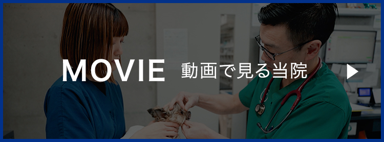MOVIE 動画を見る当院